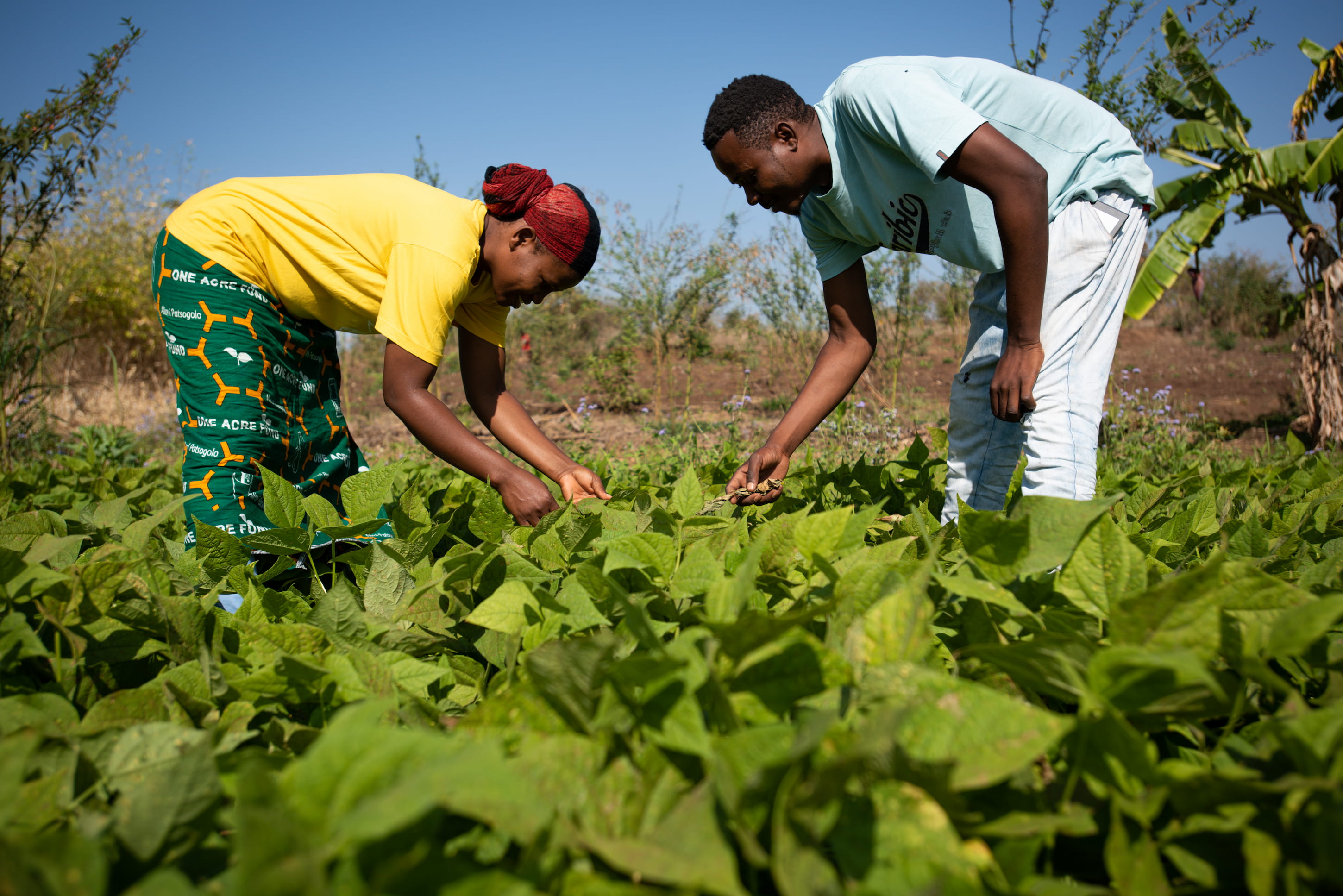 Why Climate Smart Agriculture Is So Important For Smallholder Farmers One Acre Fund
